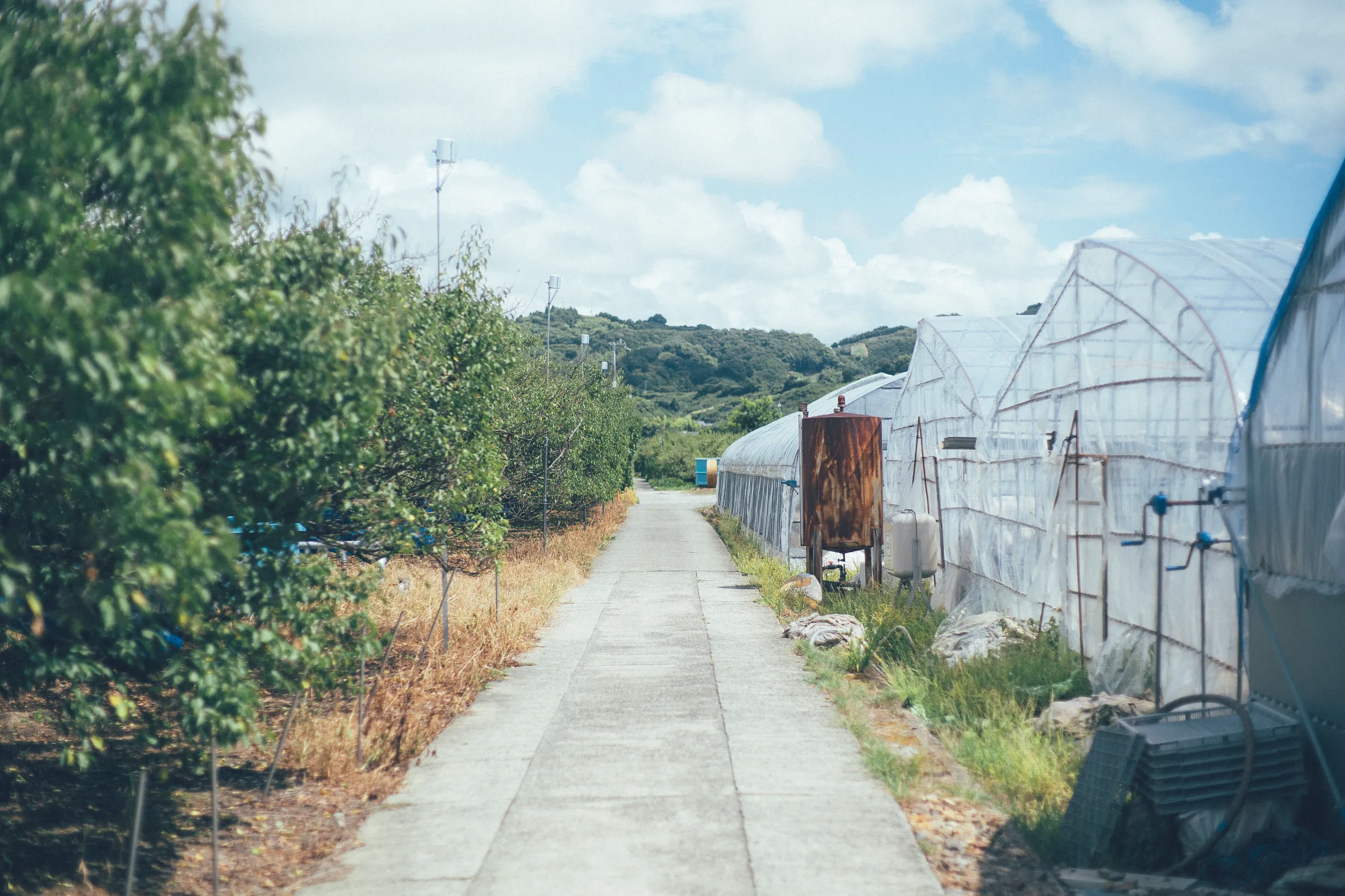 和歌山県 梅林とビニールハウスの写真